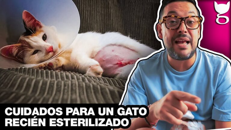 Trágica pérdida: Mi gata falleció tras la esterilización