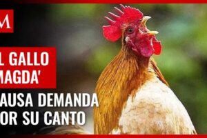 ¿Qué hacer con el molesto gallo de mi vecino?