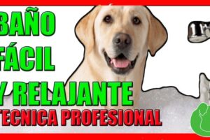 ¿Dónde bañar a mi perro?