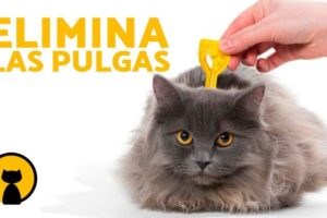 Guía del Mejor Medicamento para Pulgas en Gatos