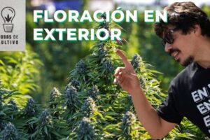 Cuándo comienza la floración en las plantas de exterior