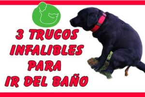 La importancia de encerrar al perro cuando me voy: Consejos prácticos para su seguridad