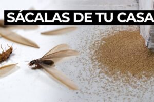 Despídete de las larvas de polillas en el techo con estos métodos eficientes