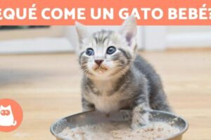 La alimentación de un gatito de 1 mes: guía completa