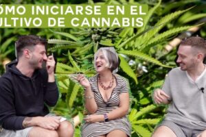 Producción de gramos por planta en cultivo exterior: ¿Cuántos se pueden obtener?