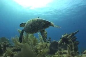 Parque Nacional Arrecife de Puerto Morelos: Tesoro Natural de México