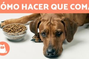 Medicamento para aumentar el apetito en perros: Guía completa