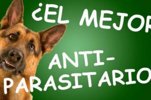 Pastillas desparasitantes para perros: ¿Dónde comprar en farmacias?