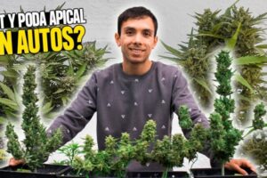 Descubriendo el sorprendente potencial de mi planta autofloreciente: ¡Produjo semillas!