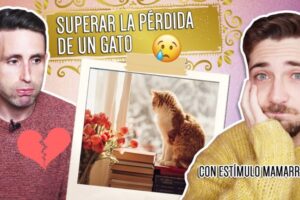 El peso de la culpa tras la pérdida de mi gato