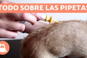 Eliminación efectiva de pulgas: Descubre cómo utilizar la pipeta correctamente