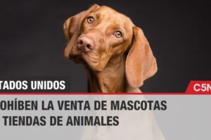 Venta de Perros en Estados Unidos: Guía Completa