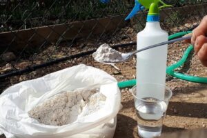 Beneficios y usos del agua diluida con tierra de diatomeas