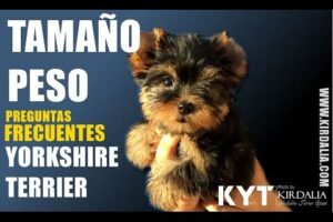 Costo de un Yorkie en Estados Unidos: ¿Cuánto pagar por esta raza de perro?