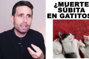 Trágica pérdida: Las crías de mi gata no sobreviven