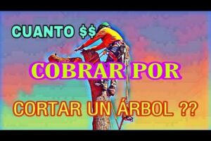 Costo de talar árboles grandes: ¿Cuánto se cobra?