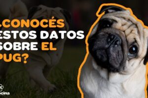 Precio de un Pug en Estados Unidos