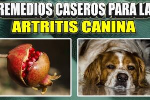 Remedios caseros para la artritis en perros